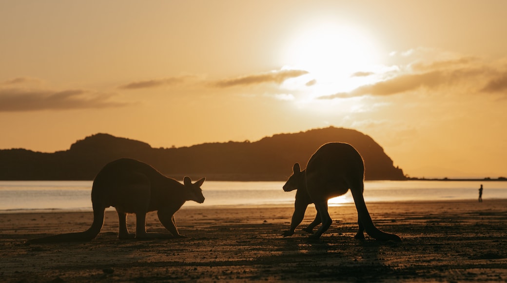 Cape Hillsborough National Park