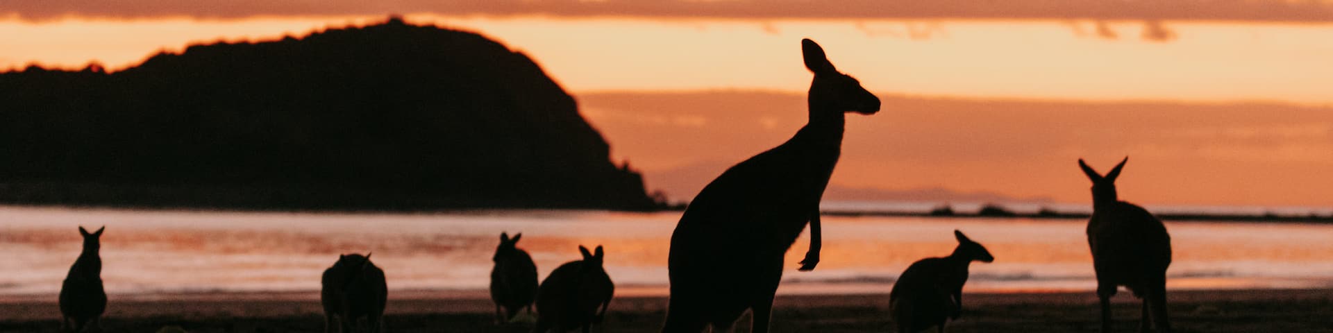 Cape Hillsborough National Park featuring a sunset and cuddly or friendly animals
