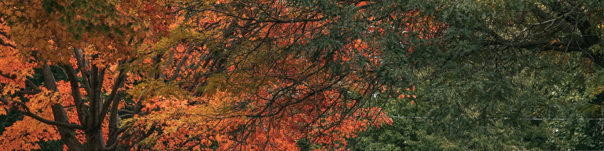 Sandwich Towne which includes a garden and fall colors