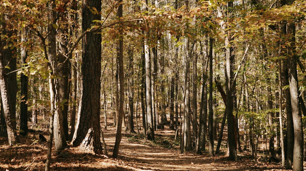 Lithia Springs