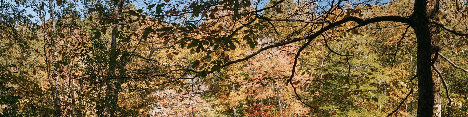 Sweetwater Creek State Park featuring a park and a river or creek