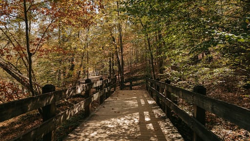 Sweetwater Creek State Park featuring autumn leaves, a park and forest scenes