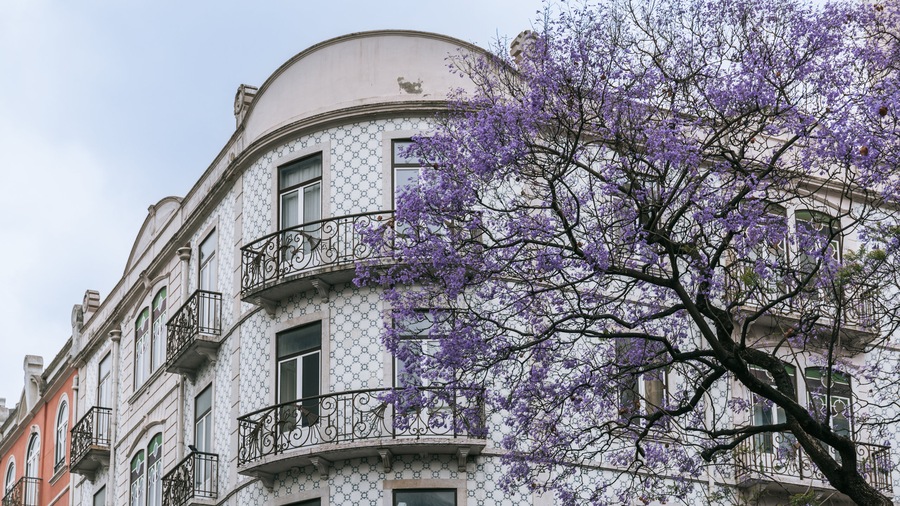 Avenidas Novas showing wildflowers