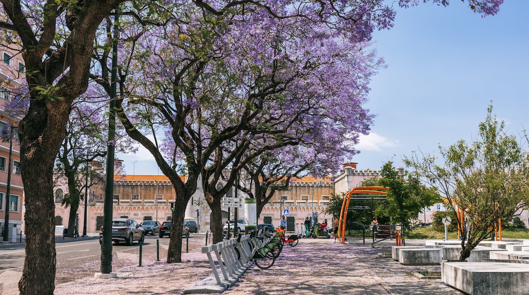 Eduardo VII Park featuring wildflowers