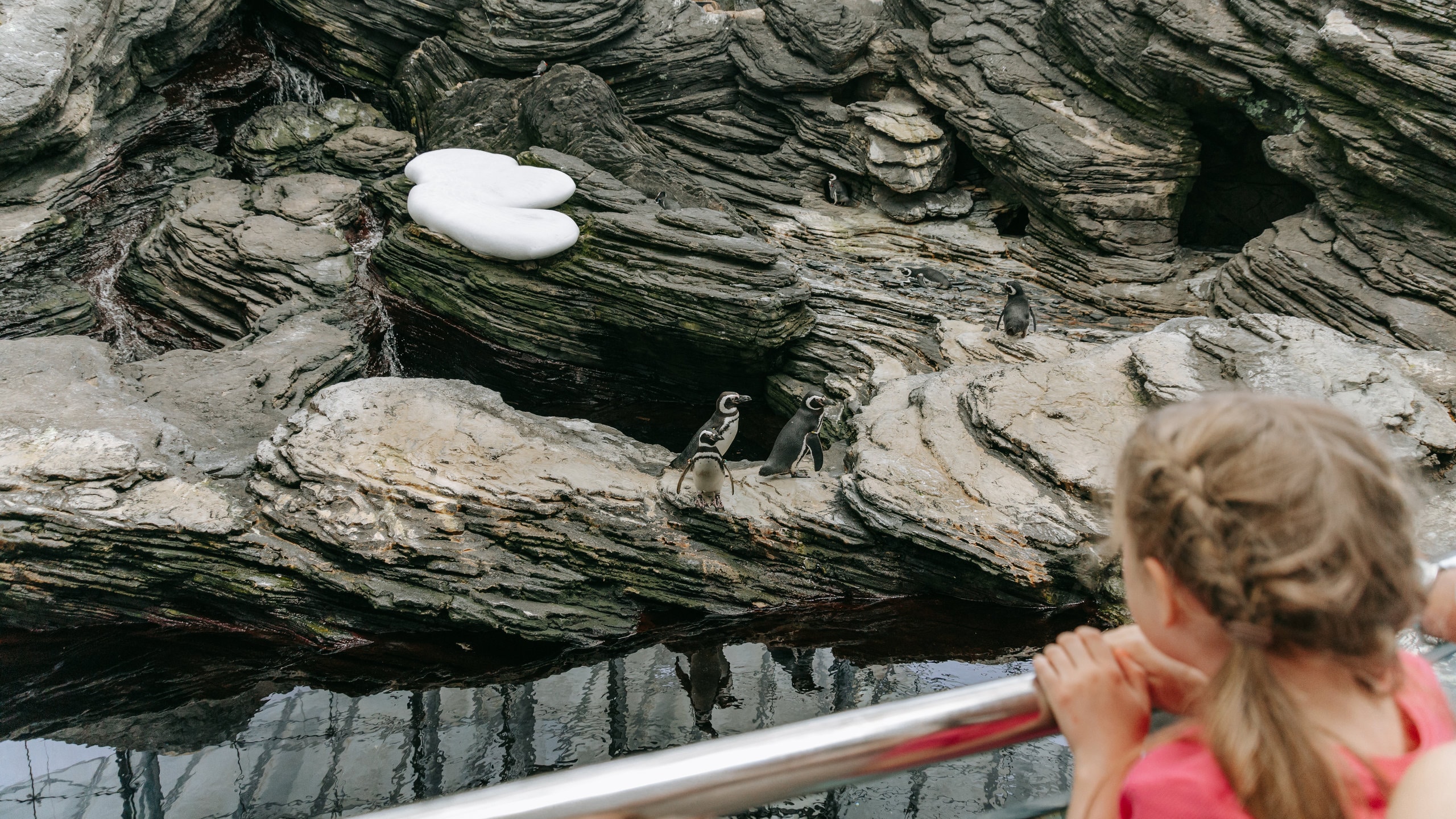 Lisbon Oceanarium featuring marine life as well as an individual child