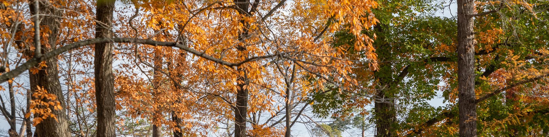 Alps Park Matsumoto showing a garden and fall colors