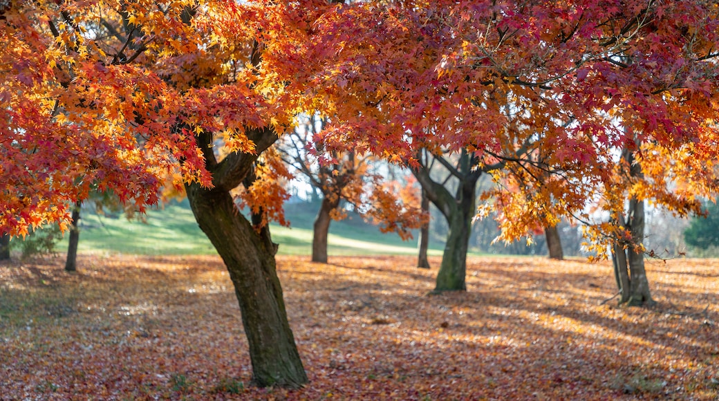 Parco Matsumoto delle Alpi