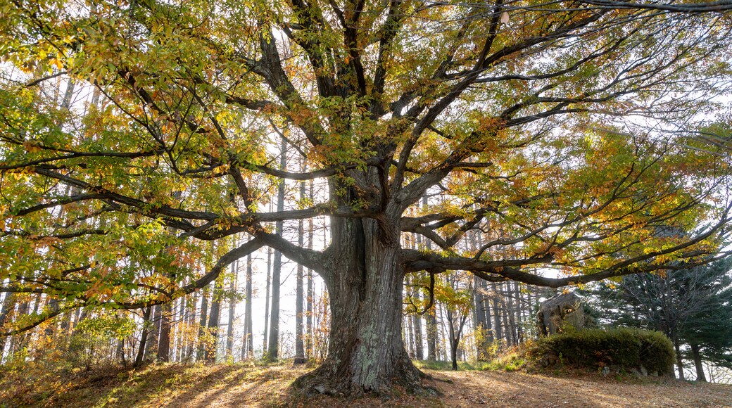 Parc national des Alpes japonaises