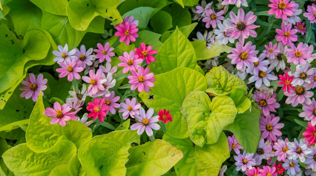 Botanic Gardens of Toyama which includes wildflowers