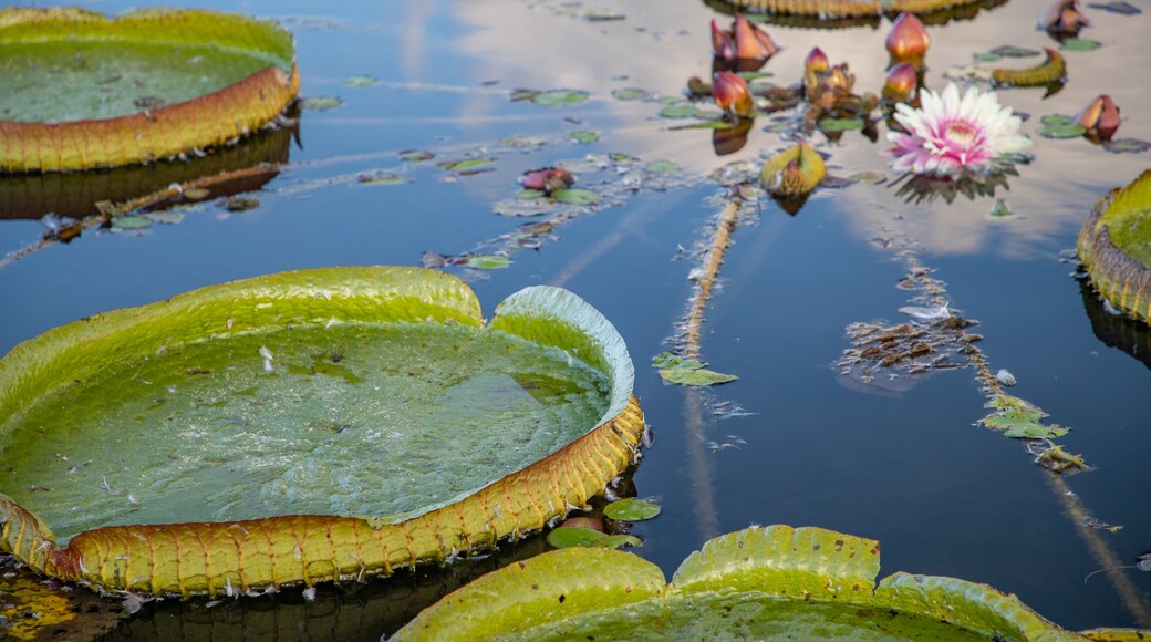 Jardín Botánico de Toyama