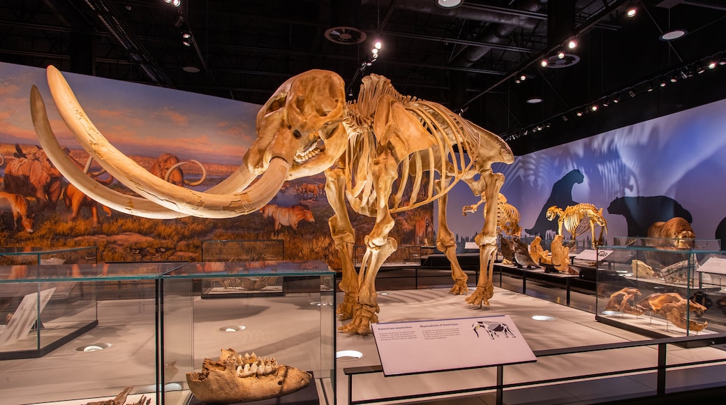 Royal Alberta Museum