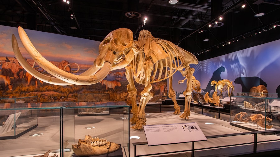 Museo Real de Alberta
