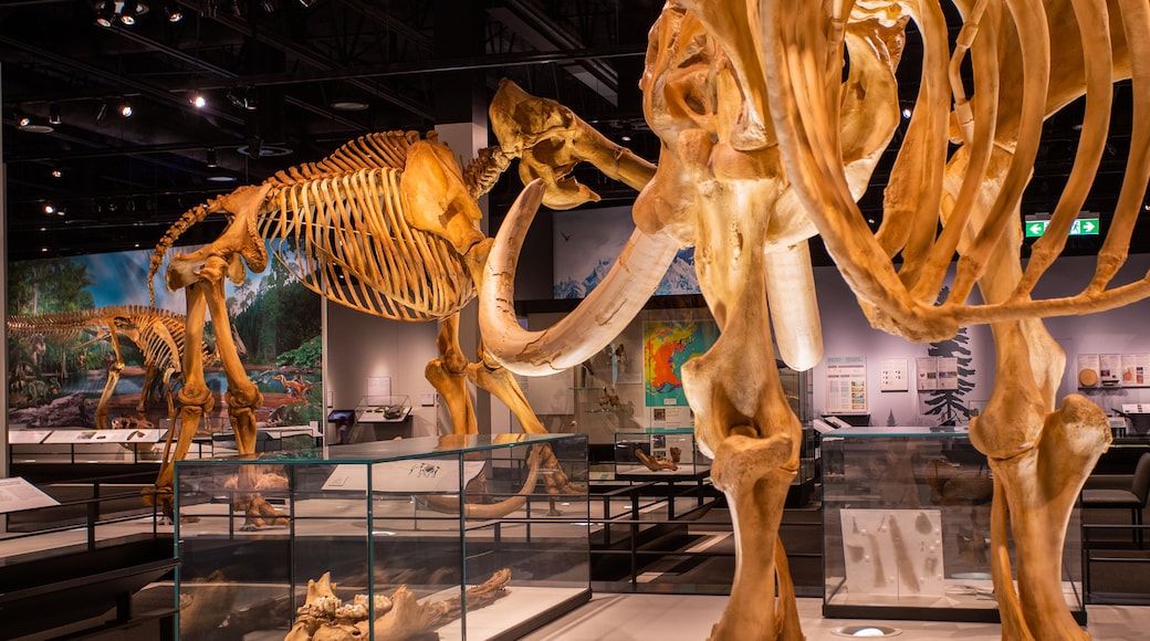 Royal Alberta Museum