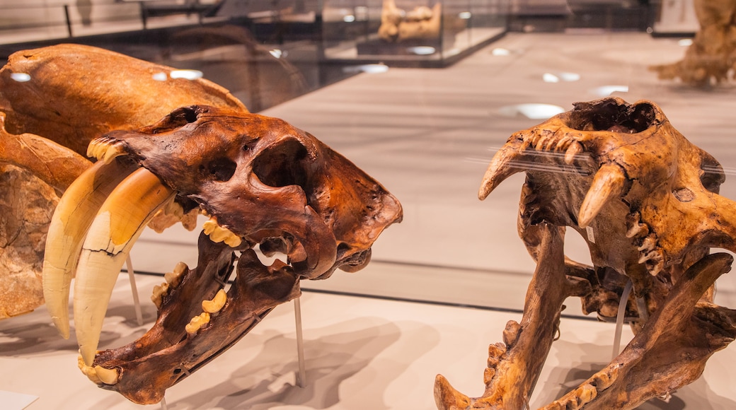 Royal Alberta Museum