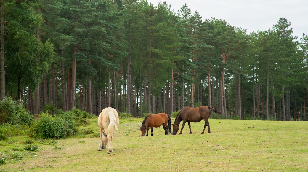 New Forest National Park