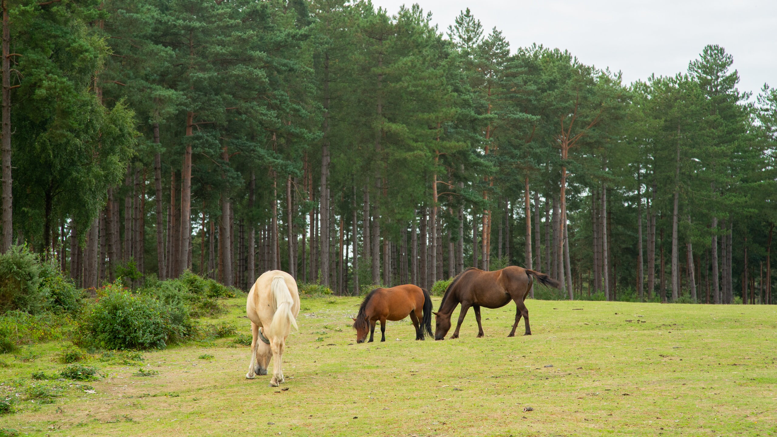 Forest New Forest Catchment Partnership Freshwater Habitats Trust