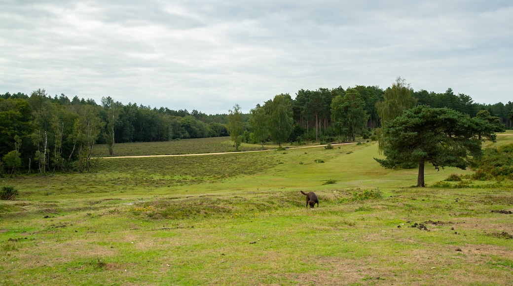 New Forest National Park