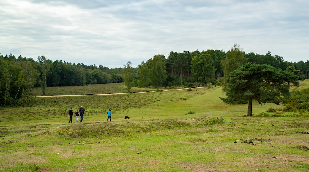 New Forest National Park