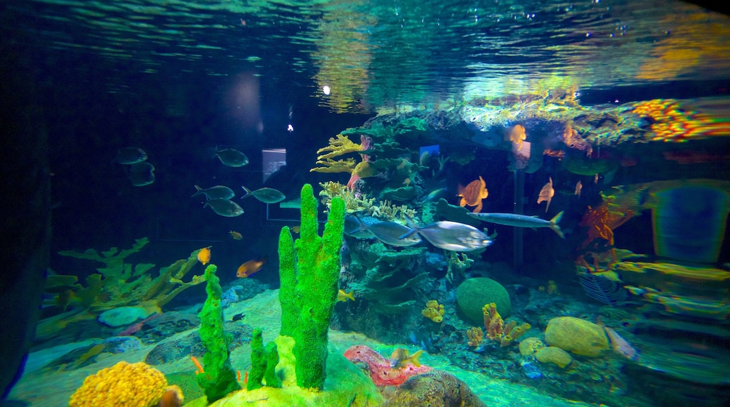 Oceanário de Lisboa joka esittää merielämä