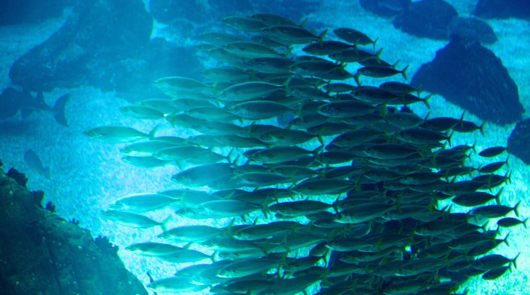 Ozeanarium Lissabon welches beinhaltet Meeresbewohner