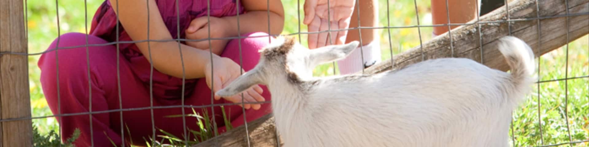 Bismarck mettant en vedette animaux domestiques ou inoffensifs aussi bien que enfant