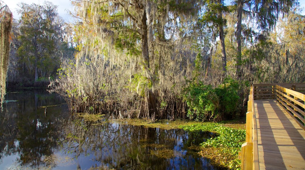 Tampa which includes a park, a river or creek and a bridge