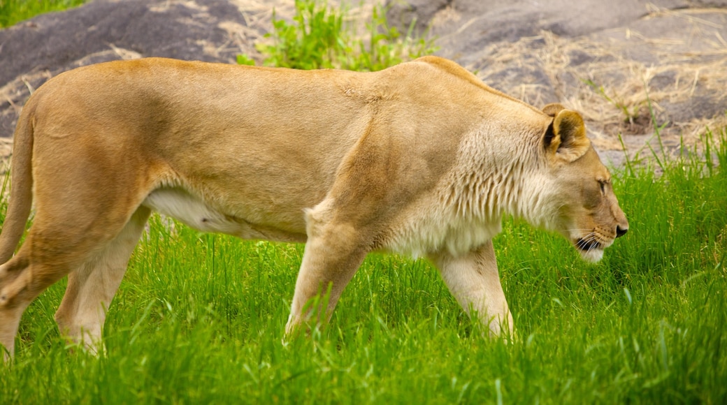 Woodland Park Zoo showing zoo animals and dangerous animals