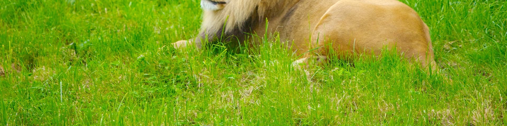 Woodland Park Zoo showing zoo animals and dangerous animals