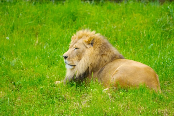 Woodland Park Zoo qui includes animaux dangereux et animaux de zoo