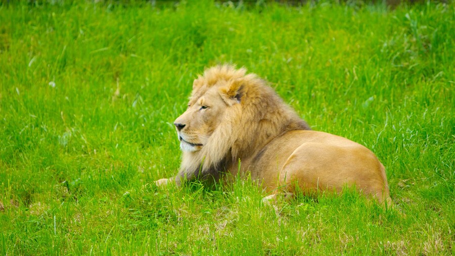 Lion resting in a grassy habitat at Woodland Park Zoo in Seattle, Washington.