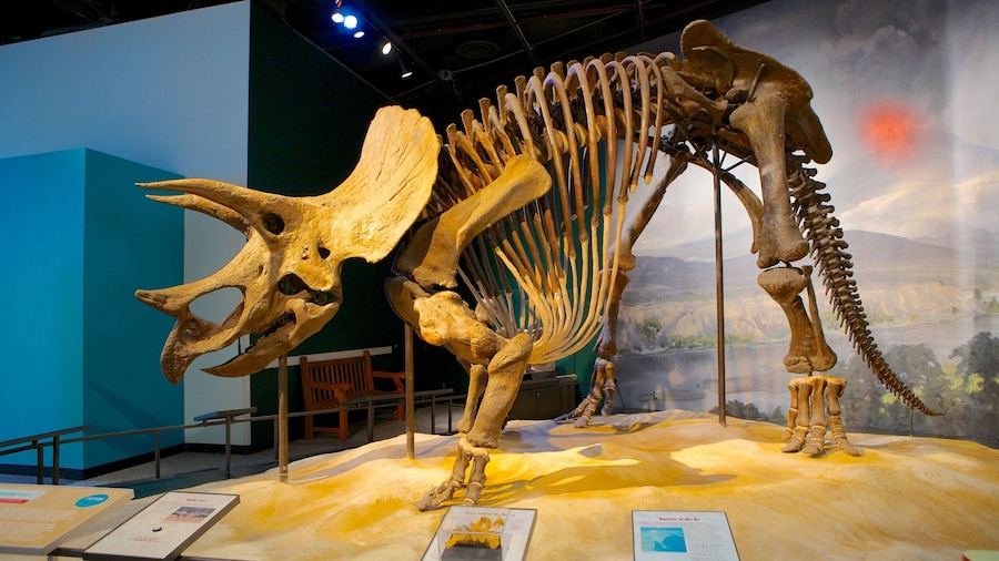 Science Museum of Minnesota featuring interior views