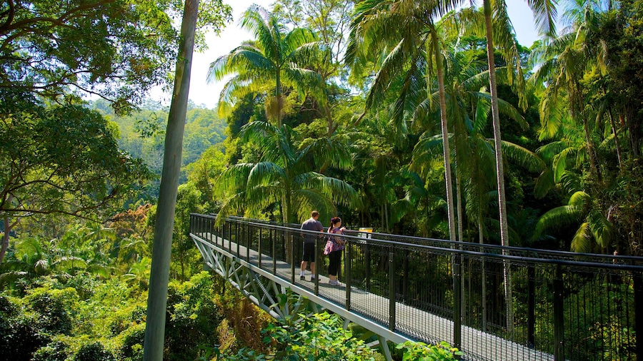 Mount Tamborine som omfatter vandring eller gåture, tropiske områder og skovområder