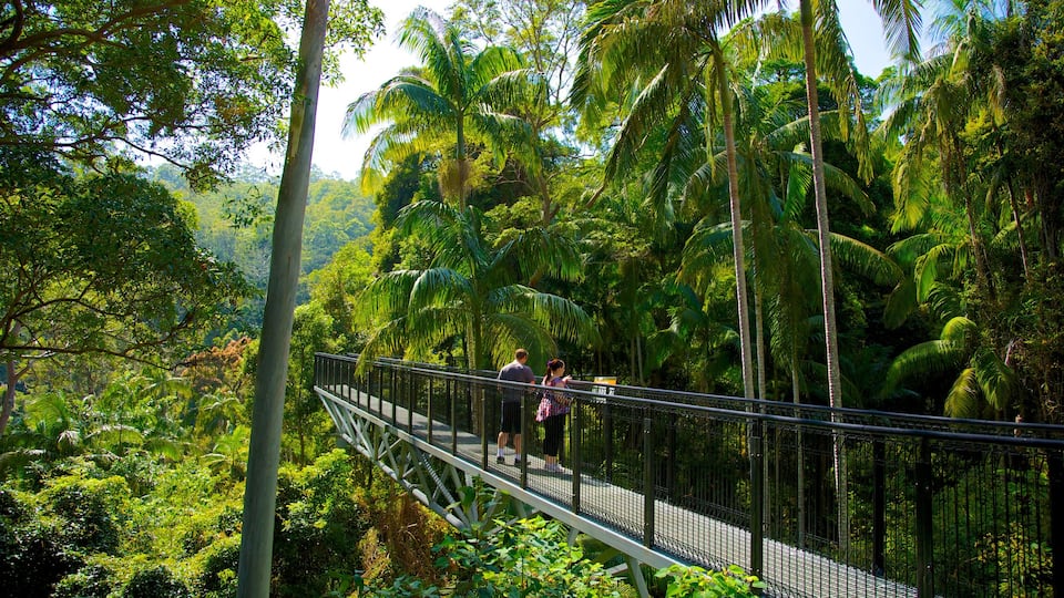 Mount Tamborine qui includes randonnée ou marche à pied, passerelle ou pont suspendu et scÚnes tropicales