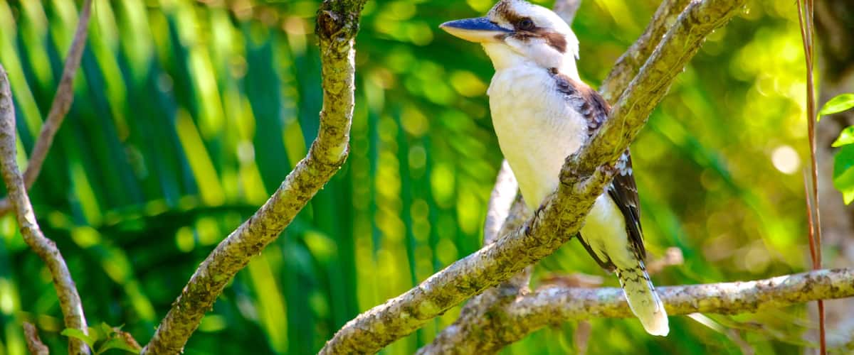 Mount Tamborine which includes bird life
