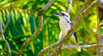 坦伯林山 呈现出 鳥禽動物