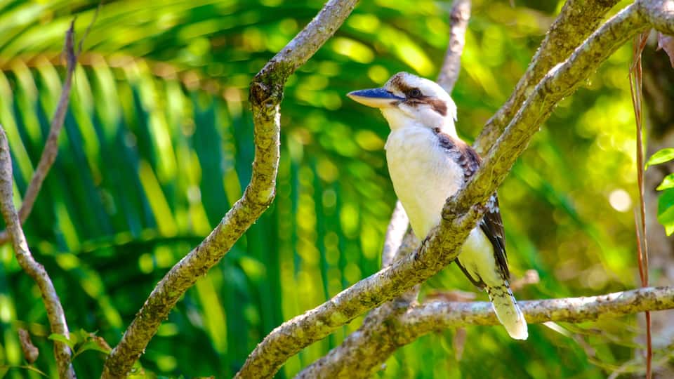 Mount Tamborine showing bird life