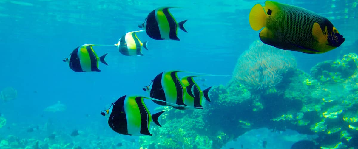Main Beach showing marine life and coral