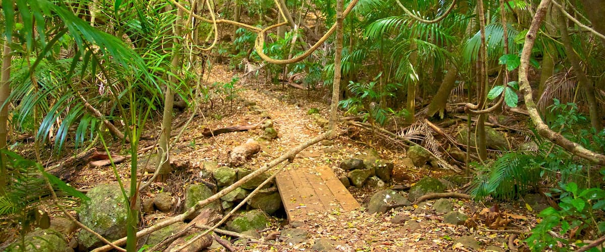 Tamborine National Park Palm Grove Section featuring forest scenes
