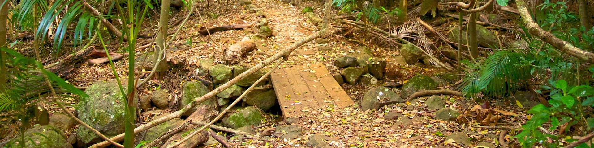 Mount Tamborine, Tamborine Mountain, Queensland, Australia