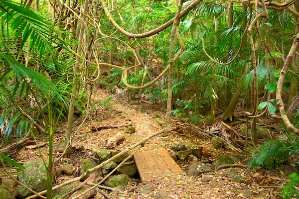 Parc national de Tamborine - Section Palm Grove qui includes scĂšnes forestiĂšres