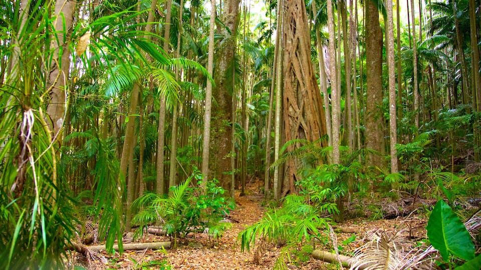 Tamborine National Park Palm Grove Section showing forest scenes