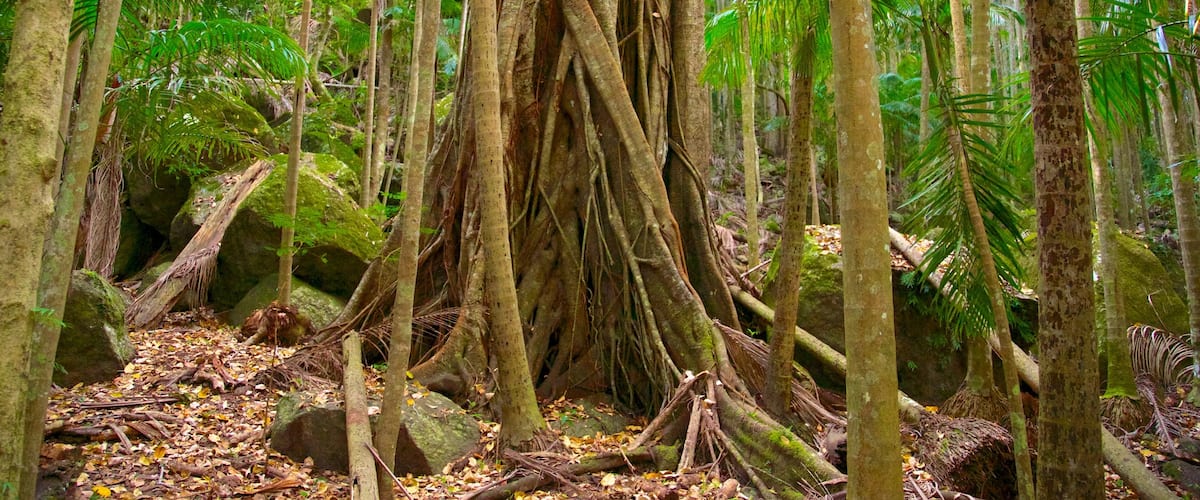 Tamborine National Park Palm Grove Section featuring forests