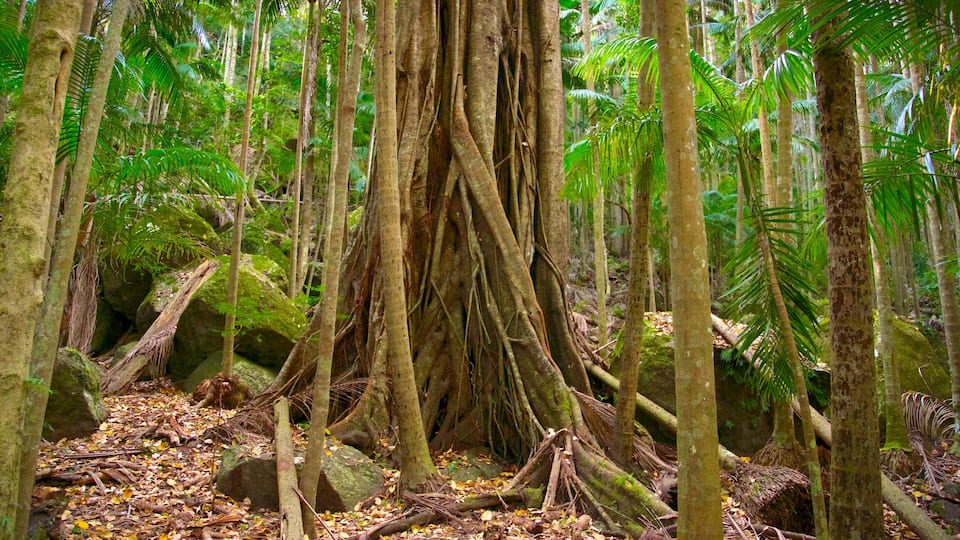 Tamborine National Park Palm Grove Section showing forest scenes