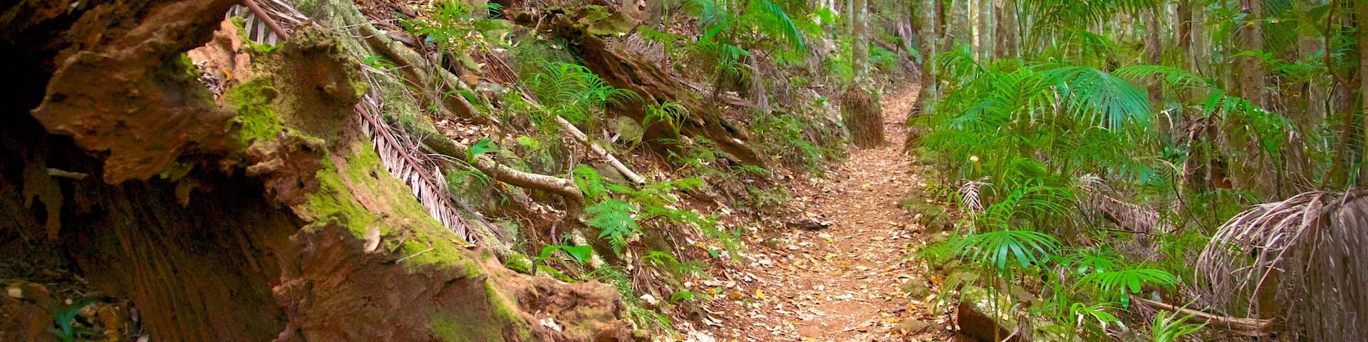 Tamborine National Park Palm Grove Section which includes forests
