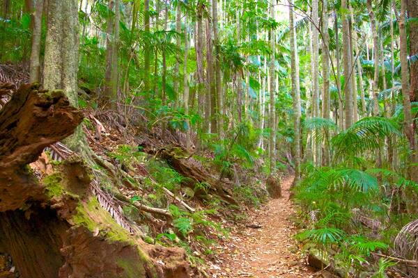 Tamborine National Park Palm Grove Section showing forests