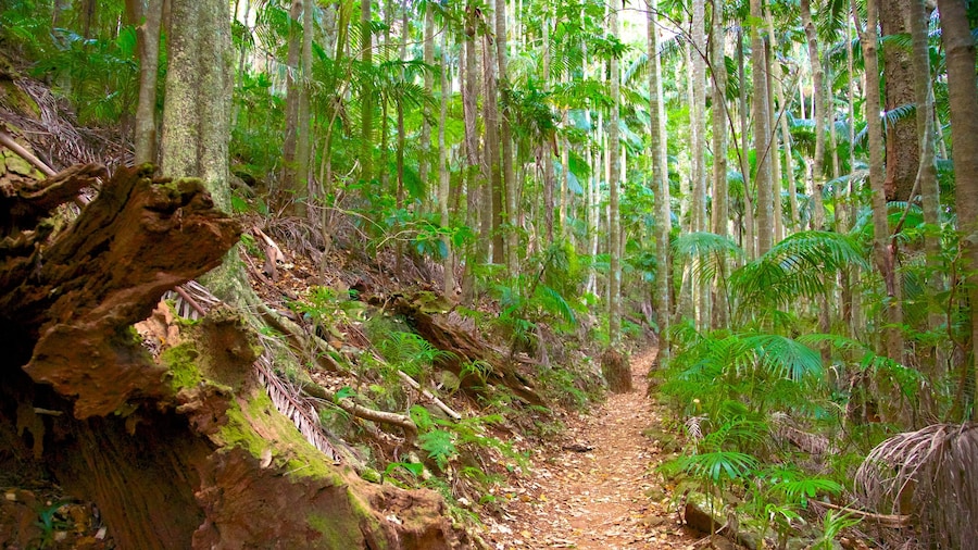 Parc national de Tamborine - Section Palm Grove