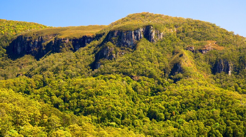 Springbrook National Park showing landscape views and forest scenes