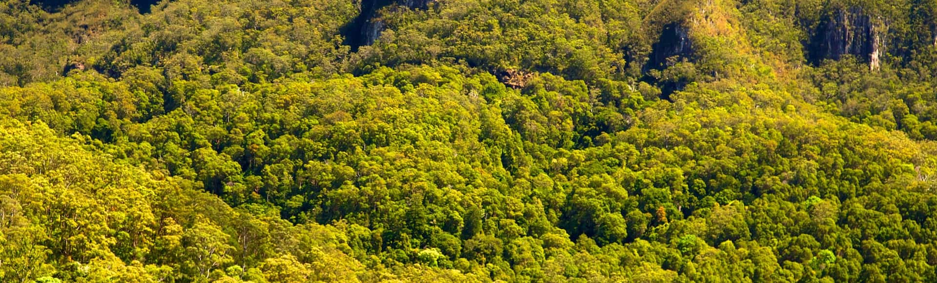 54730-Springbrook-National-Park.jpg?impolicy=fcrop&w=1920&h=580&q=medium