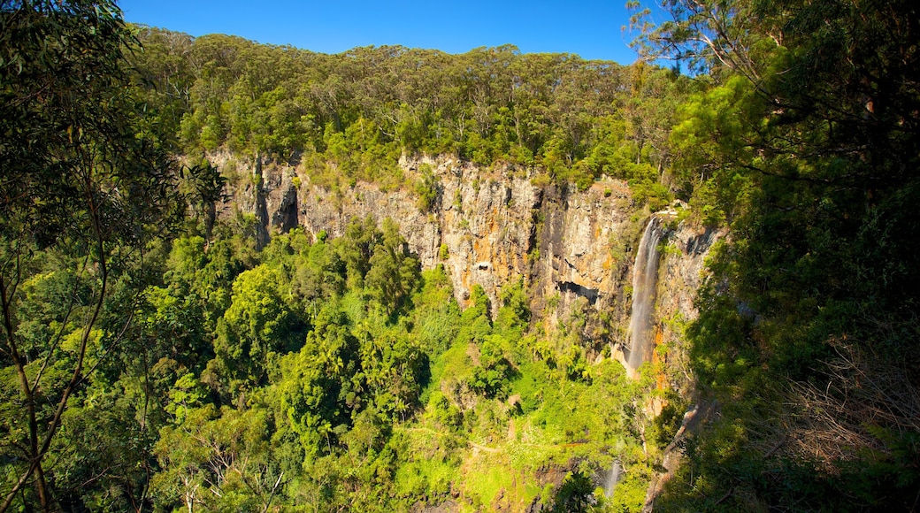 Springbrook National Park inclusief bos en een kloof of ravijn