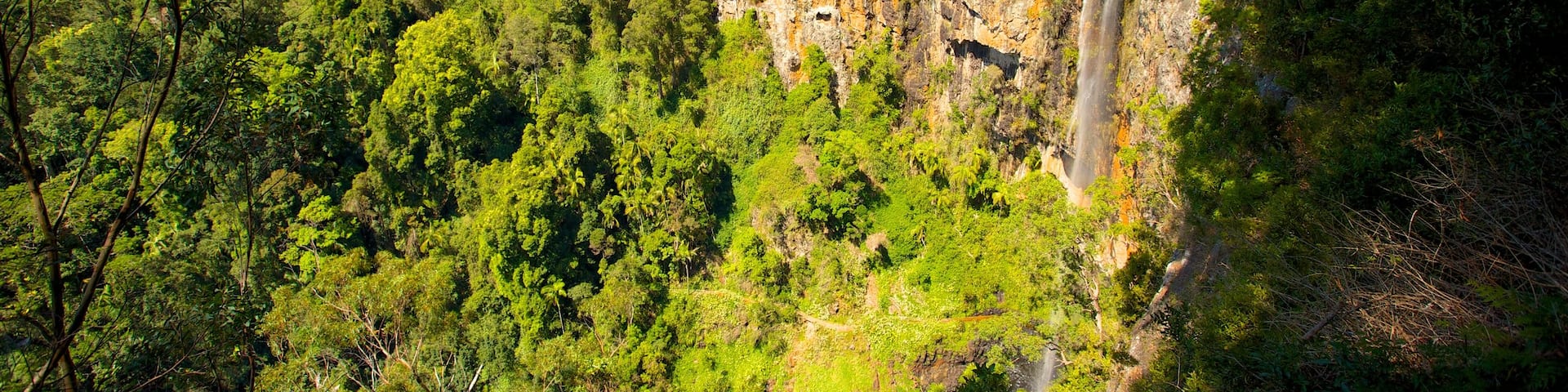 Springbrook National Park showing a gorge or canyon and forests